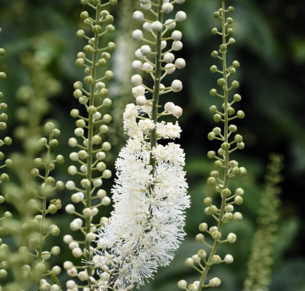 Black Cohosh (Actaea racemosa) - SIx wys Healthcare SOlutions Black Cohosh (Actaea racemosa) - SIx wys Healthcare SOlutions