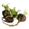 Black Maca (Lepidium meyenii) - SIx ways healthcare SOlutions