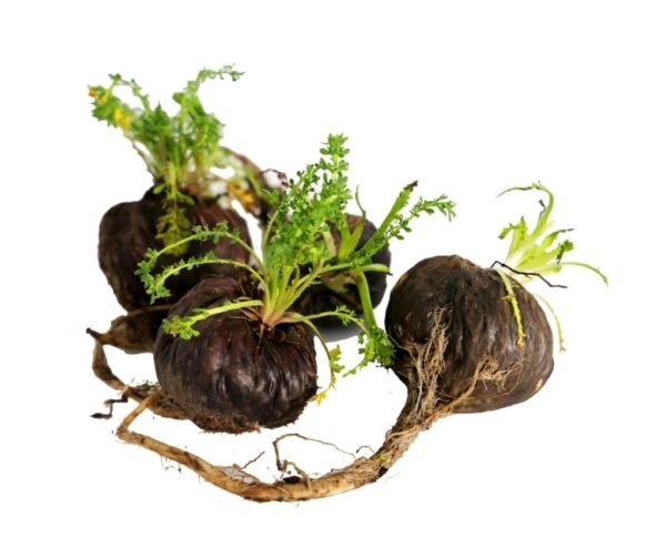 Black Maca (Lepidium meyenii) - SIx ways healthcare SOlutions Black Maca (Lepidium meyenii) - SIx ways healthcare SOlutions