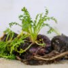 Black Maca (Lepidium meyenii) - SIx ways healthcare SOlutions