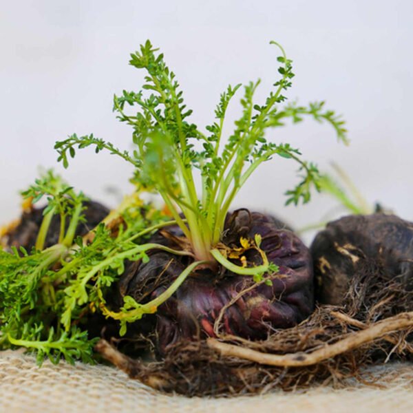 Black Maca (Lepidium meyenii) - SIx ways healthcare SOlutions Black Maca (Lepidium meyenii) - SIx ways healthcare SOlutions