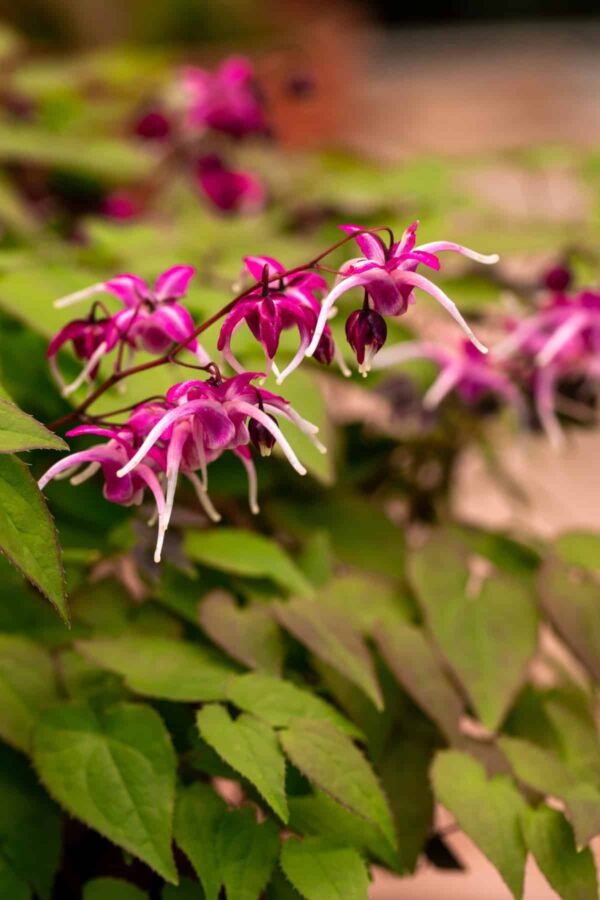 Horny Goat Weed (Epimedium) - SIx ways Healthcare SOlutions Horny Goat Weed (Epimedium) - SIx ways Healthcare SOlutions